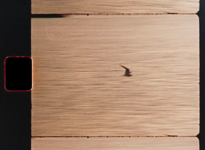 A solitary bird soars gracefully over the shimmering water in a vintage super 8 film capture