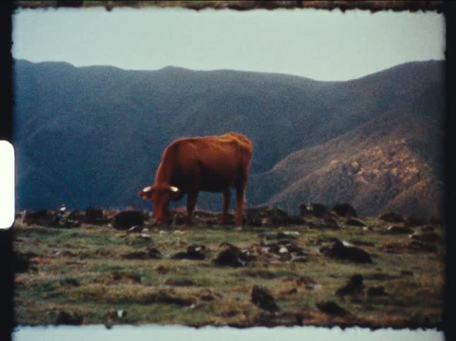 A lone brown cow grazes on a grassy mountain pasture in this authentic vintage film footage