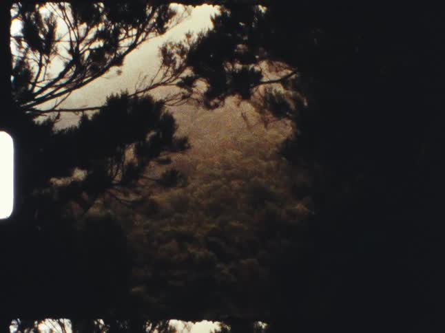Archival footage captures a moody view of a foggy forest hillside through dark, silhouetted trees
