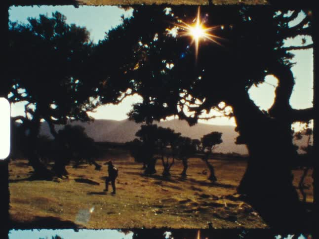 A silhouetted figure with a backpack explores a magical landscape of ancient trees as the sun shines brightly, shot on vintage film