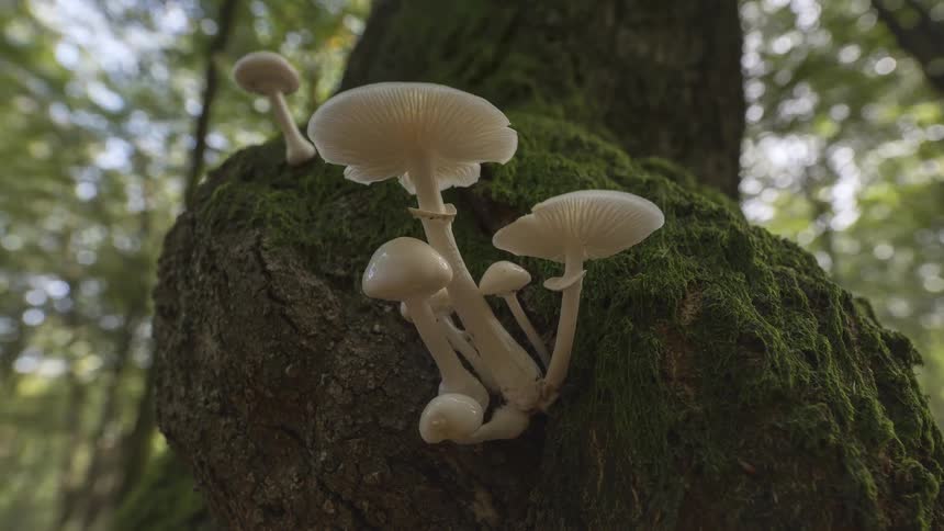 A low-angle view of delicate white mushrooms growing on a mossy tree trunk in a lush green forest