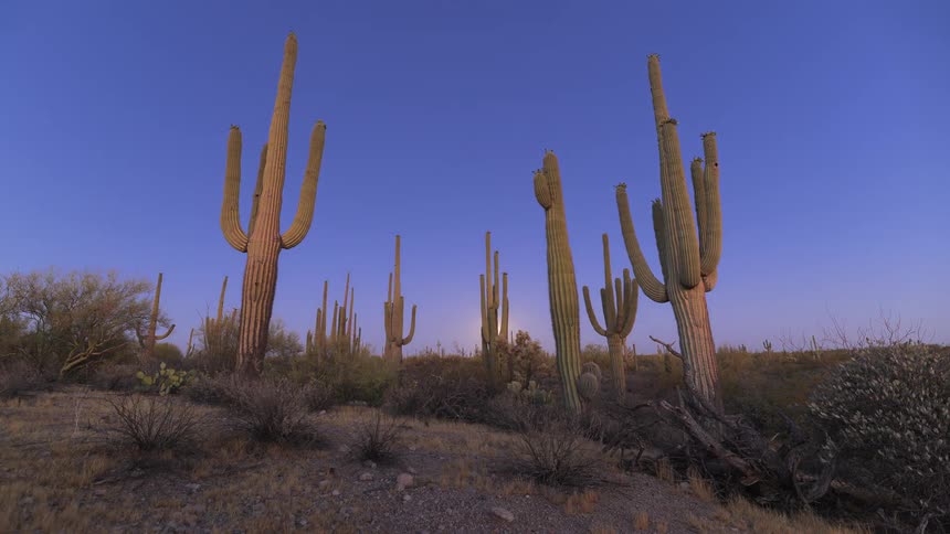 A day-to-night timelapse shows the moon rising behind towering Saguaro cacti in the Arizona desert as the sky transitions from sunset to a starry night