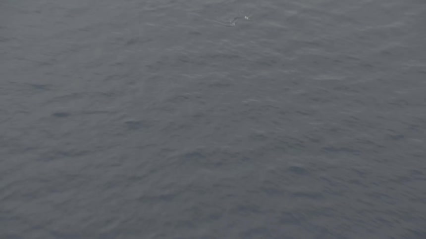 A pod of playful dolphins gracefully swims and leaps through the calm, open ocean