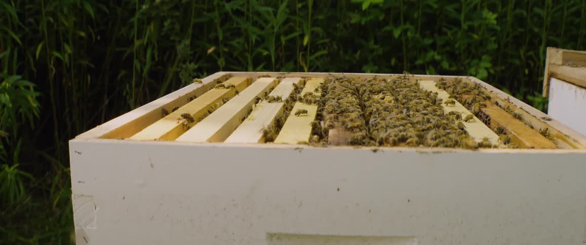 A slow pan reveals a bustling community of honeybees crawling over the frames of their open hive