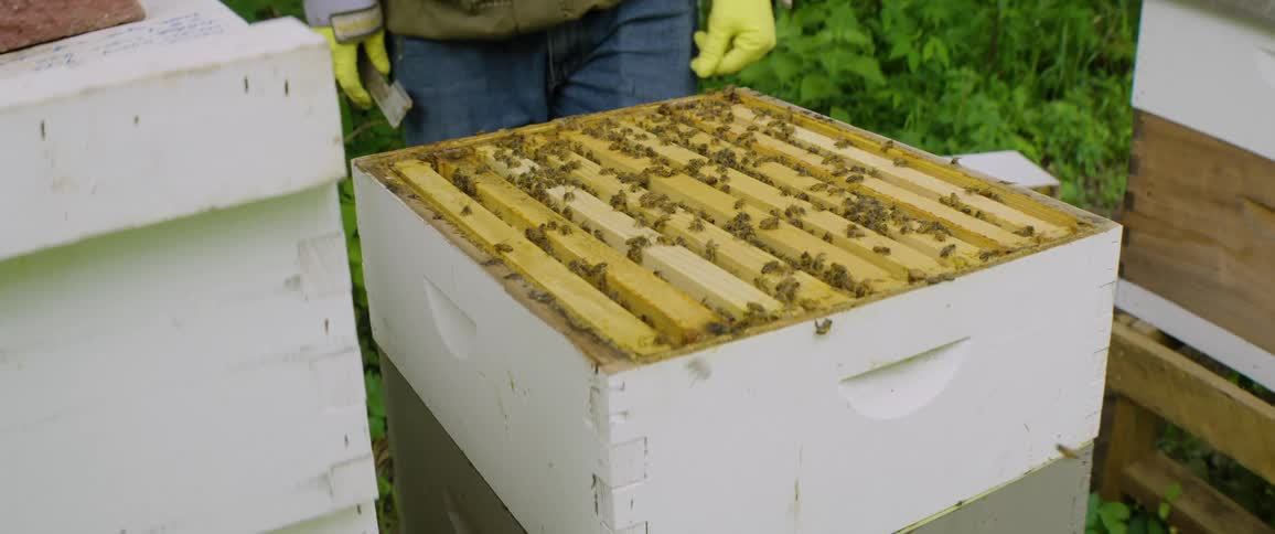 A beekeeper carefully inspects the frames inside an active honeybee hive, surrounded by buzzing bees
