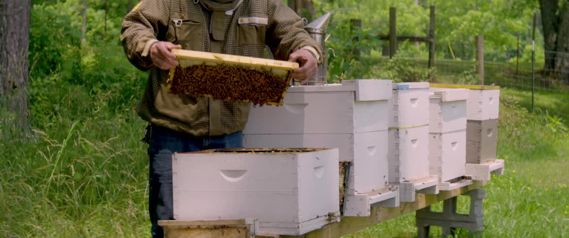 An apiarist in a protective suit carefully removes a frame covered with bees from a wooden hive for inspection