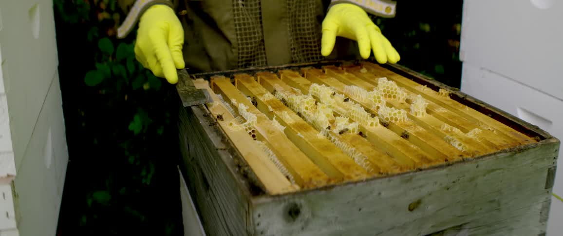 A beekeeper in a protective suit uses a hive tool to scrape the wooden frames of a beehive filled with honeycomb and bees