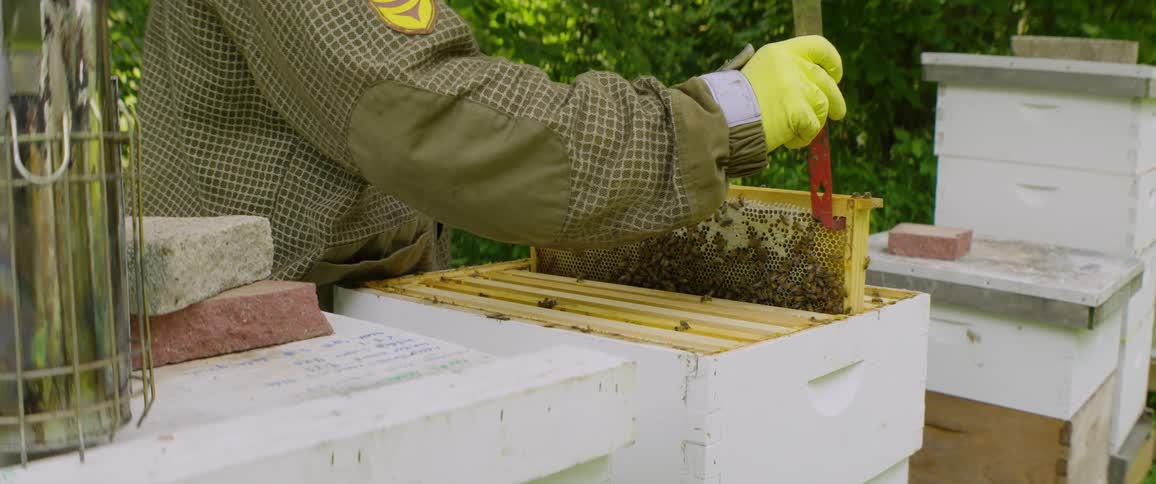 A beekeeper in a protective suit carefully uses a hive tool to lift a frame covered in bees and honeycomb from a wooden beehive