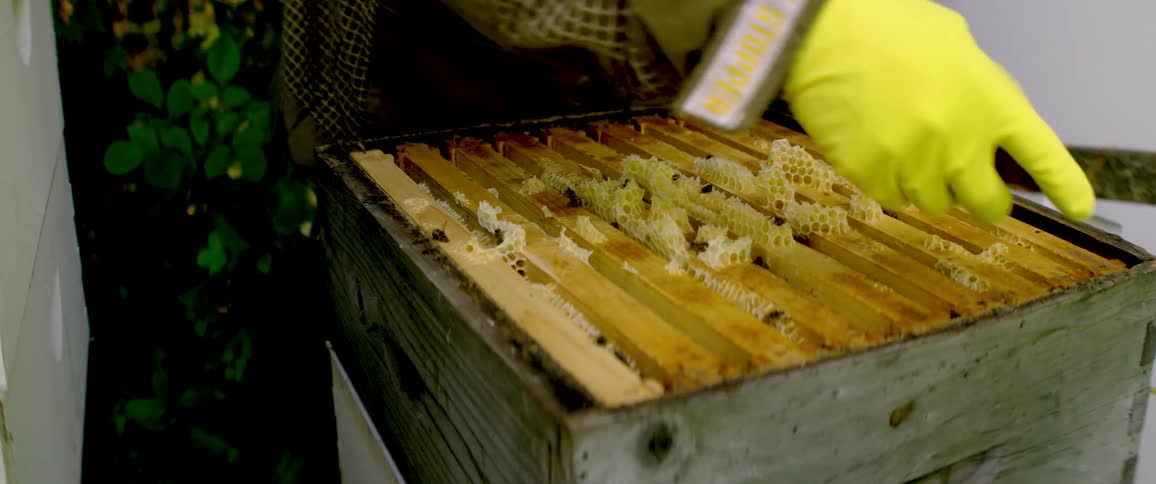 Slow motion close-up of a beekeeper carefully scraping excess honeycomb from the wooden frames inside a beehive