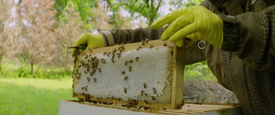 A beekeeper in a protective suit and bright yellow gloves carefully places a honeycomb frame covered in bees back into the hive