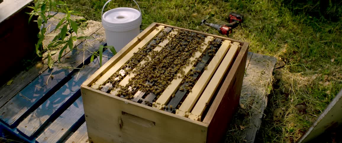Active honeybees swarm over the tops of the frames in their wooden hive box outdoors