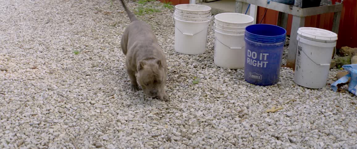 A brindle-coated bulldog slowly walks on a gravel driveway and sniffs the ground outside a red barn