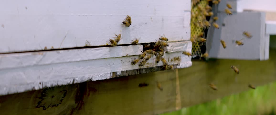 A slow-motion close-up captures honeybees buzzing and flying around the entrance to their wooden hive