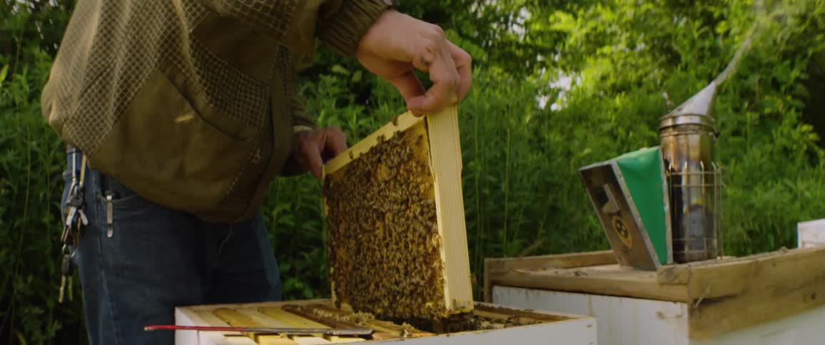 A beekeeper in a protective suit carefully inspects a bustling honeycomb frame and places it back into the hive in slow motion