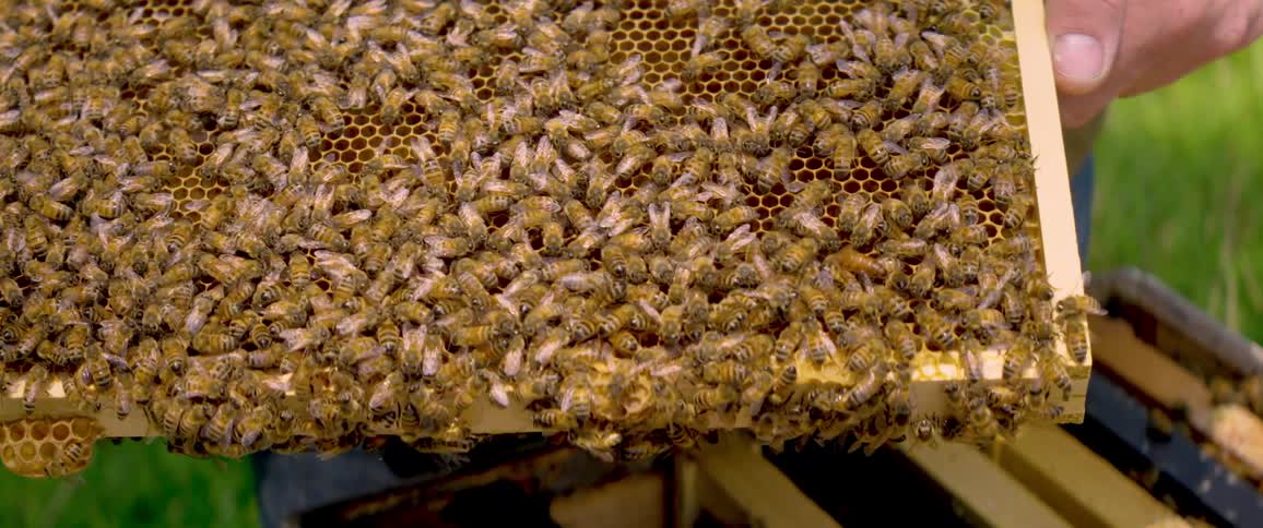 A close-up view of a bustling swarm of honeybees crawling over a honeycomb frame held by a beekeeper