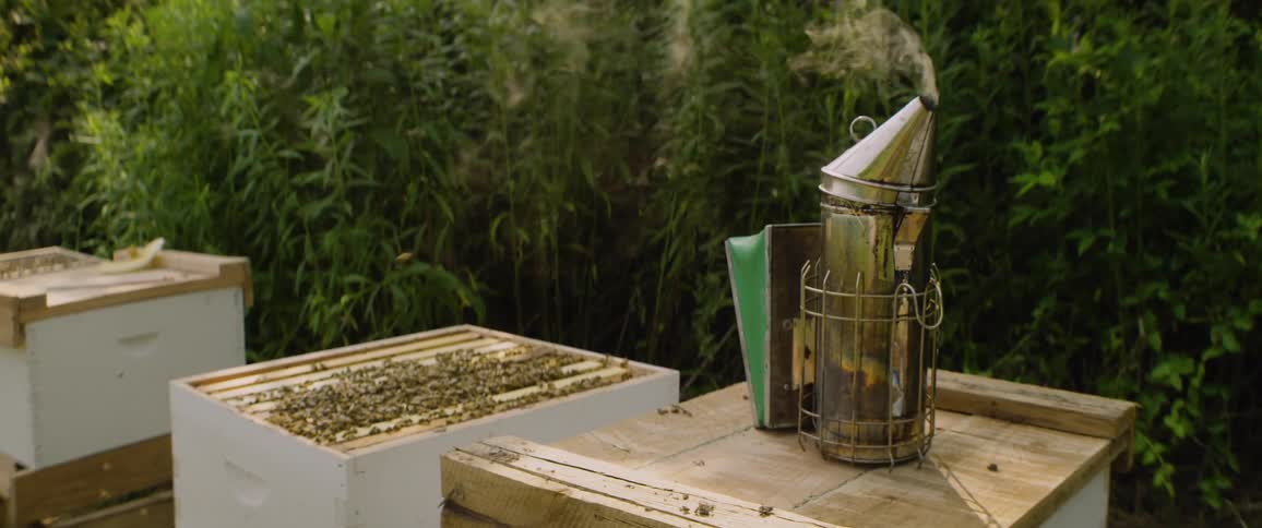 A bee smoker gently billows smoke next to an open beehive teeming with honeybees in a lush green apiary