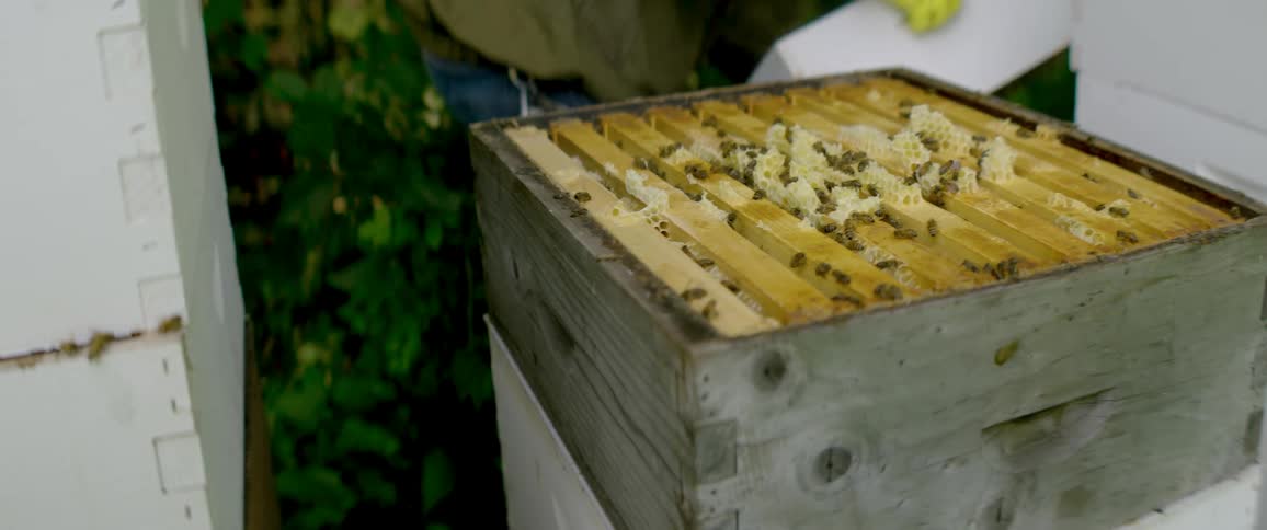 In slow motion, a beekeeper lifts the top box of a hive to expose the bustling bee colony and honeycomb inside