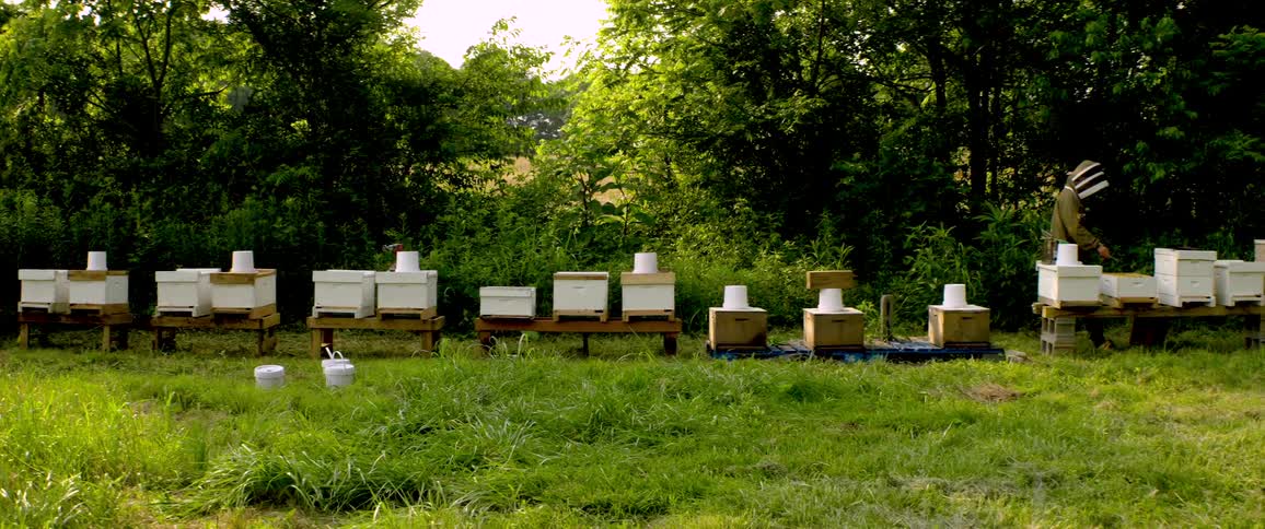 Wide shot of a beekeeper in a full protective suit tending to a long row of beehives in a rural, green field