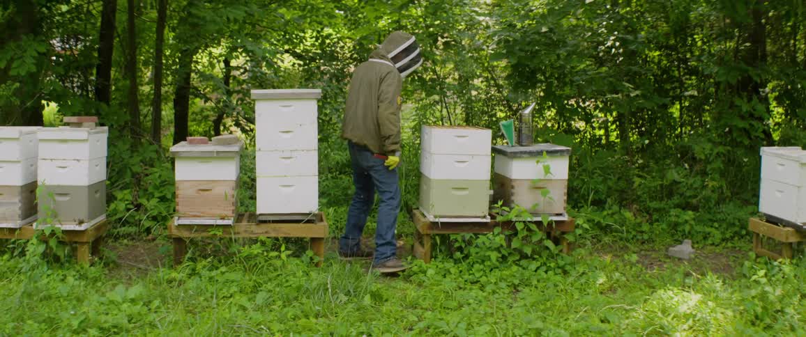 A beekeeper wearing a full protective suit inspects wooden beehives set up in a green, wooded area