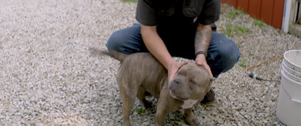 A man wearing a baseball cap affectionately pets his happy American Bully dog, who wags its tail on a gravel driveway