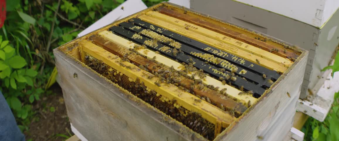 A beekeeper carefully places a pollen frame into a bustling open beehive filled with active honeybees