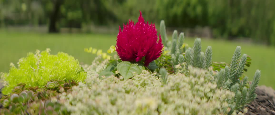 A slow push-in shot captures a vibrant pink Cockscomb flower surrounded by various types of green succulents in a garden