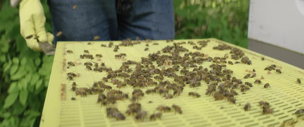 A swarm of honeybees crawls over a yellow beehive frame while a beekeeper inspects the hive