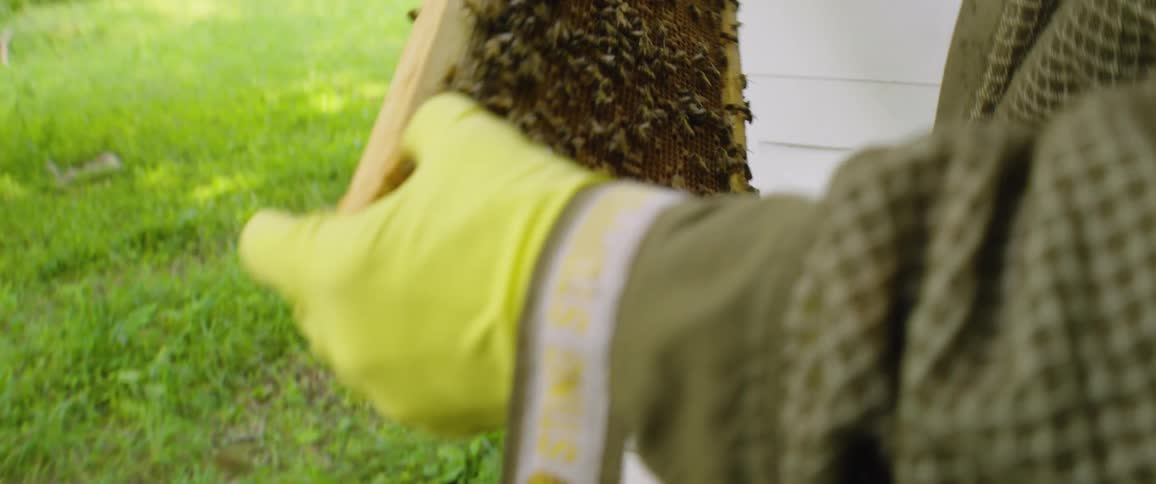 A beekeeper in a protective suit carefully inspects a honeycomb frame teeming with bees in slow motion