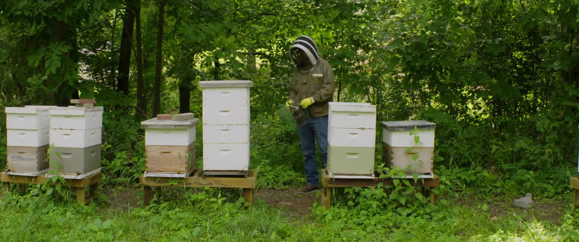 A beekeeper in a protective suit uses a bee smoker to calm bees before inspecting a row of hives in a lush, wooded setting