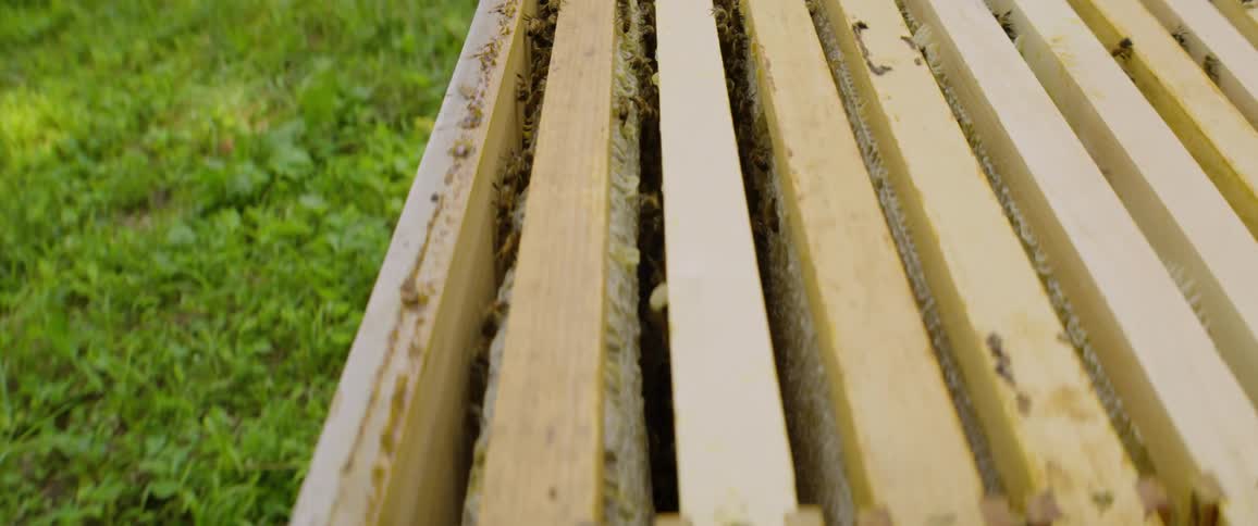 A slow motion close-up shot looking down into a beehive shows honeybees crawling between the wooden frames