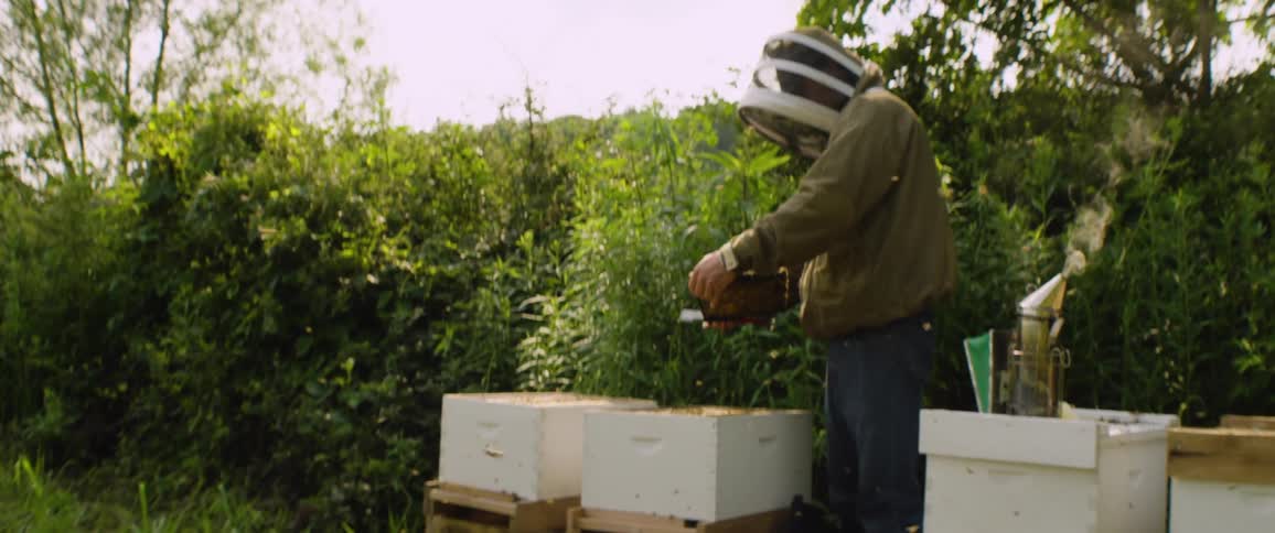 A beekeeper in a protective suit carefully removes a frame covered in bees from a hive in a lush green apiary