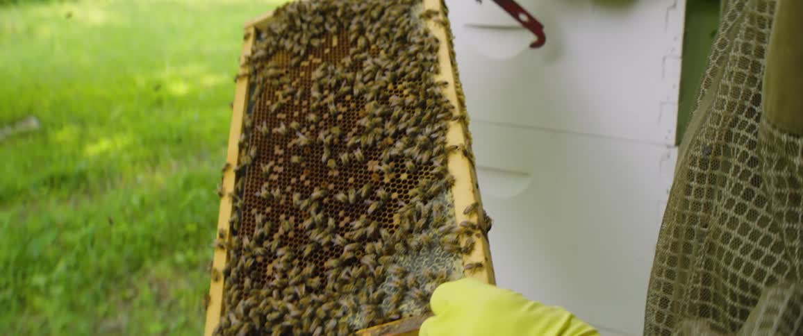 A beekeeper in a protective suit carefully holds and inspects a beehive frame covered in a bustling colony of honeybees