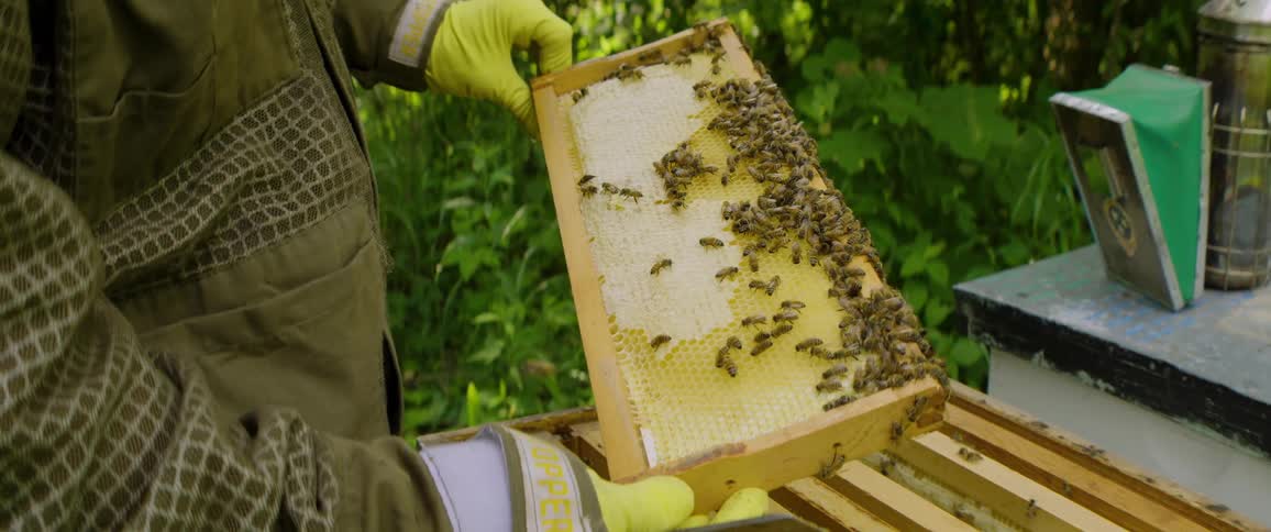 A beekeeper in a protective suit carefully inspects a wooden frame filled with bees and honeycomb