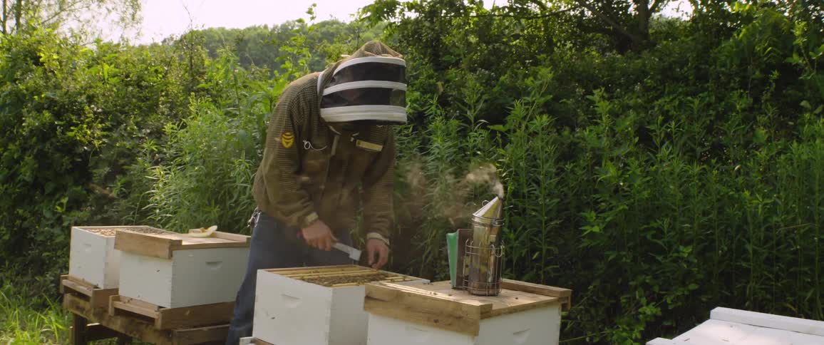 A beekeeper in a protective suit uses a smoker to calm bees while inspecting a honeycomb frame in a lush, green apiary