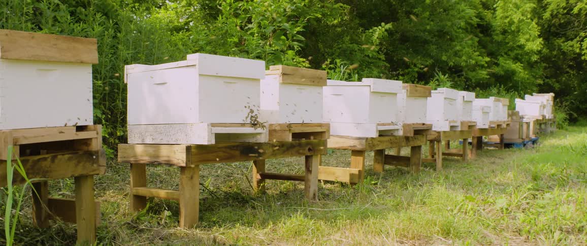 Honeybees busily fly in and out of a long row of white Langstroth hives in a green field