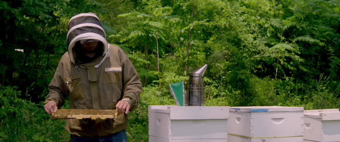 A beekeeper in a protective suit carefully inspects a honeycomb frame covered with bees from a beehive