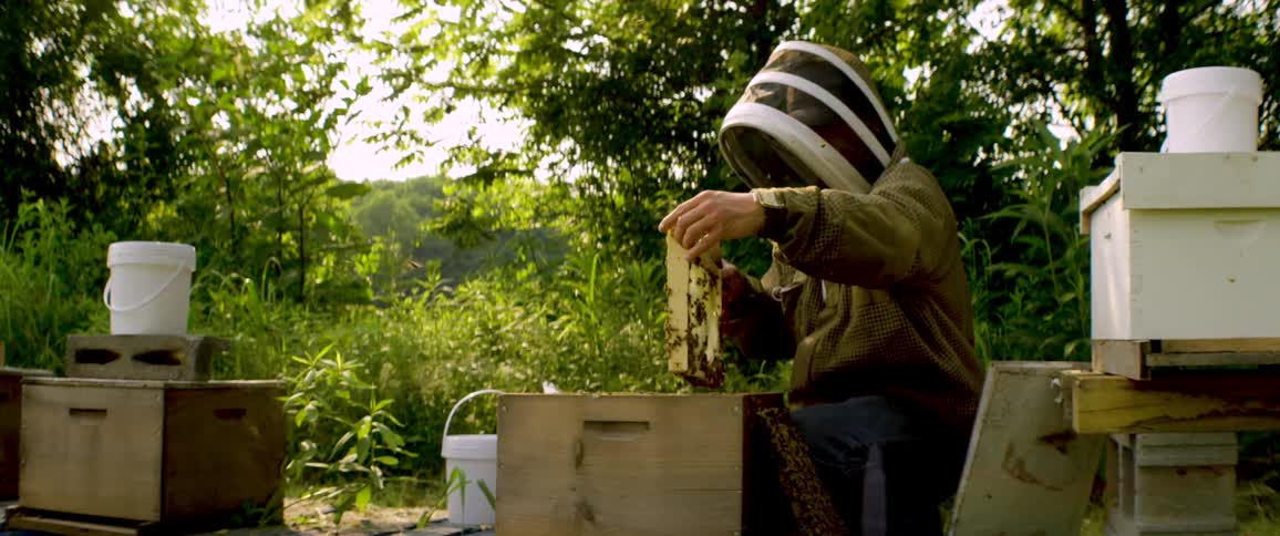 Dressed in a protective suit, a beekeeper meticulously inspects a honeycomb frame teeming with bees in a lush, green apiary