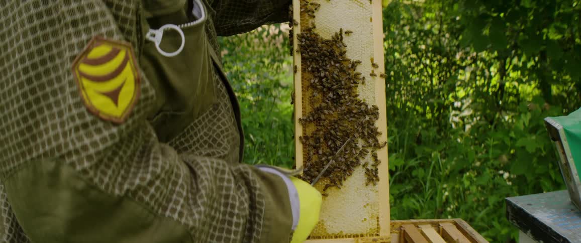 A beekeeper in a protective suit carefully uses a hive tool to inspect a honeycomb frame covered with bees