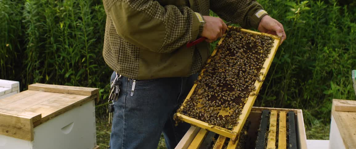 A beekeeper in a protective suit carefully inspects a honeycomb frame teeming with bees, using a tool to clean it before placing it back in the hive