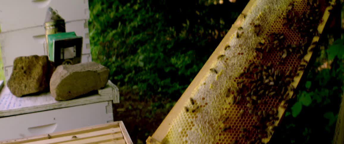 A beekeeper in protective gloves carefully removes a frame full of bees and honeycomb from a beehive for inspection