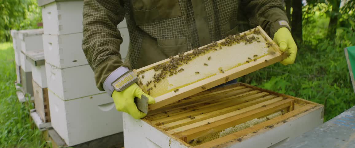 A beekeeper in a protective suit inspects a honeycomb frame covered with bees and places it back into the beehive