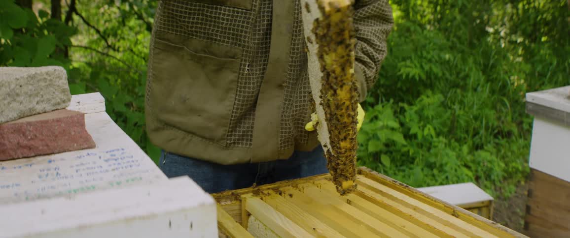 A beekeeper in protective gear carefully removes a frame covered in bees and honeycomb from a beehive