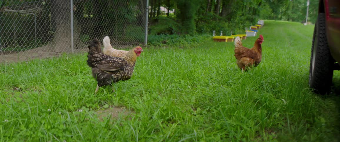 A trio of colorful free-range chickens peacefully forages in the vibrant green grass of a rural farm