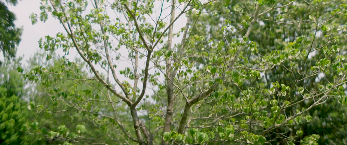 A close-up of a leafy green tree gently swaying in the wind on a bright day