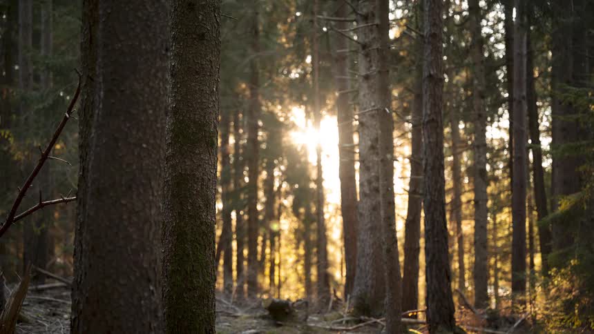 Warm golden sunset light shines brightly through the dark trunks of a dense pine forest