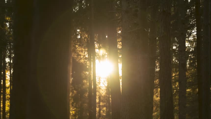 Warm golden hour sunlight filters through the trees of a dense, tranquil forest creating a beautiful lens flare