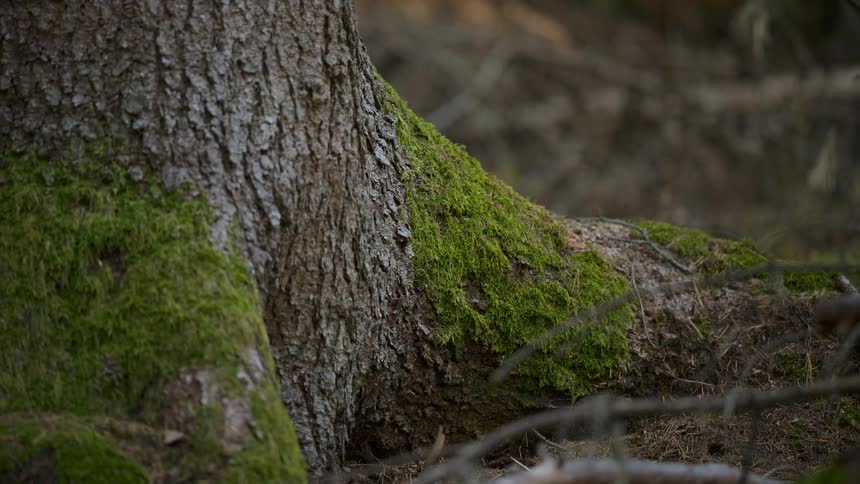 Sunlight slowly fades from a moss-covered tree trunk and roots on a tranquil forest floor
