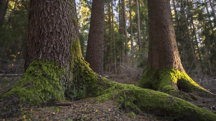 A slow dolly out timelapse captures the sunlit, moss-covered roots of ancient trees in a coniferous forest