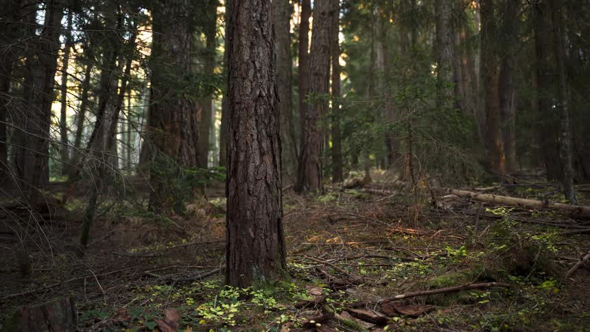 Sunlight and shadows dance across a peaceful forest floor in a slow zoom-out timelapse