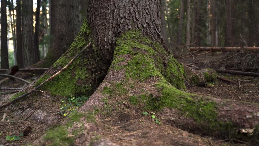A slow dolly shot reveals the moss-covered base and sprawling roots of a large tree in a serene forest